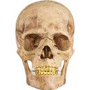 Supreme 4D Model Human Skull Natural