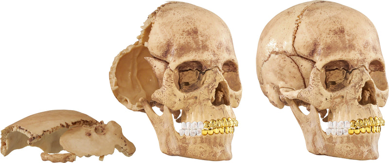 Supreme 4D Model Human Skull Natural