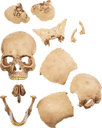 Supreme 4D Model Human Skull Natural