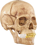 Supreme 4D Model Human Skull Natural